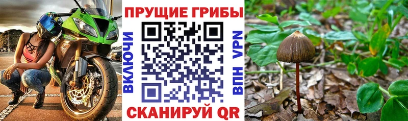 blacksprut ссылка  Шахты  Псилоцибиновые грибы Psilocybine cubensis 